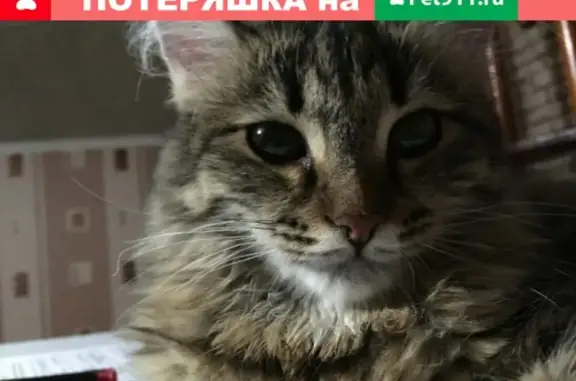 Пропала кошка в Ялуторовске, Новикова д.26