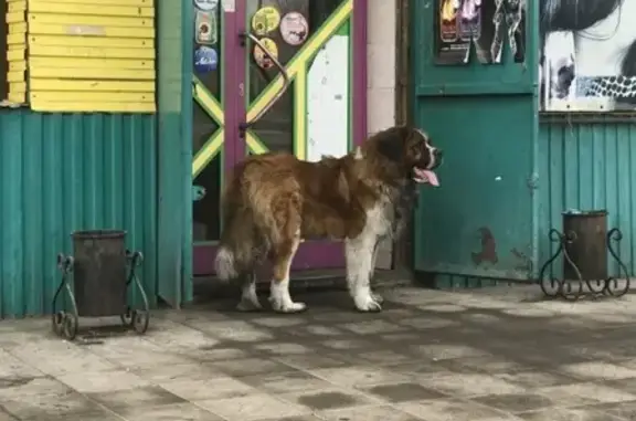 Собака ищет еду в магазине Каскад, Черногорск