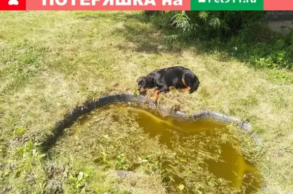 Пропала собака Чак в деревне Малое Ледово (Московская область)