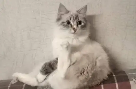 Кошки потеряшки, Кедровый, фото: Потеряшка кошка Бася в районе Самарово, улица Ермака, гаражи.