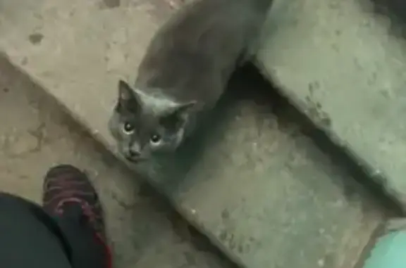 Найдена кошка в Ангарске, нужна помощь