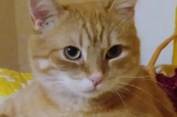 Пропал рыжий кот Гриша в Урае, 2/1 мкр. 1, 01.03.2019, звоните.