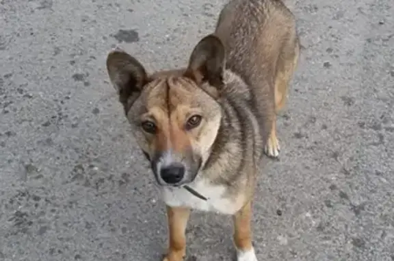 Собака найдена в хуторе Свет, рядом с Варениковской.