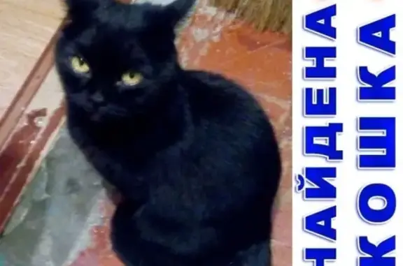 Найдена кошка в Брянске, Новостройка