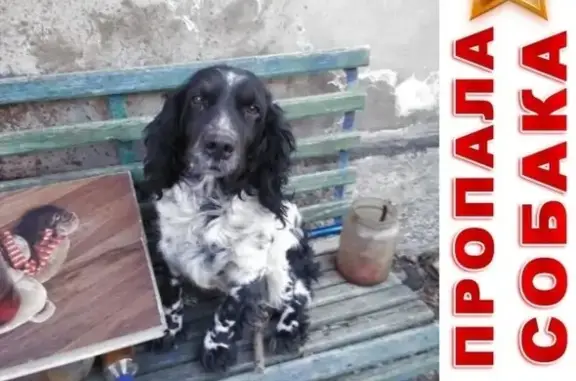Пропал белый спаниель с чёрным крапом возрастом 6 лет в Астрахани, помогите найти!