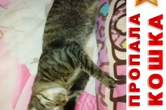 Объявления о пропавших и найденных животных, Благовещенск, фото: Пропала кошка Муха на ул. Мухина 16, Благовещенск.