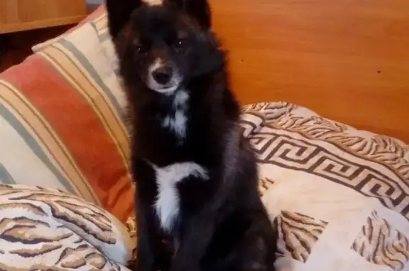 Пропала собака Малыш в Балашихе, Московская область