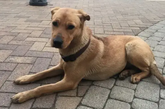 Найдена собака в ЖК Немецкая деревня, Краснодар