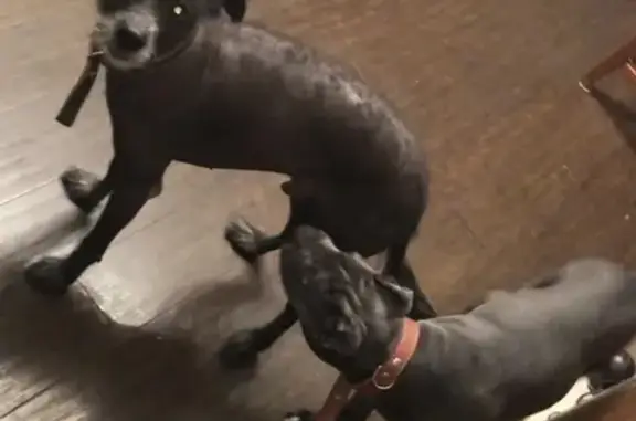 Собаки потеряшки, Москва, фото: Потеряшка китайская хохлатая Купер возле Каргопольского дома 2