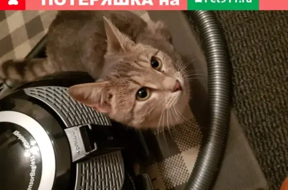 Найден домашний кот на улице Ялтинской, Москва