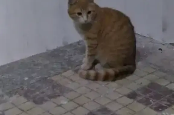Найдена кошка-котенок на Сиреневом бульваре в Москве