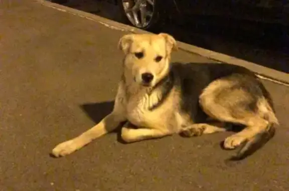 Найдена собака в Николо-Хованском, Московская обл.