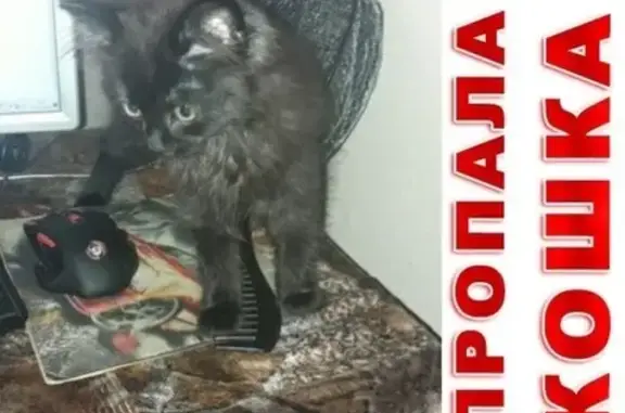 Кошки потеряшки, Курган, фото: Потеряшка кошка возле Метрополиса на Гагарина, ищу котенка.