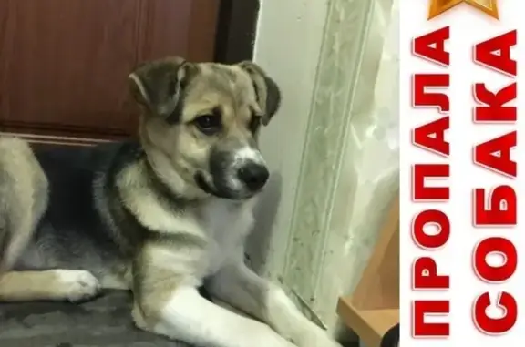 Пропала собака Муха в Кургане, район Кетово