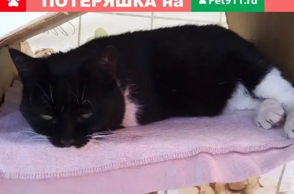 Пропала кошка в Новочеркасске на улице Кирпичной, вознаграждение за находку.