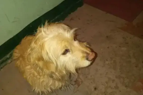 Найдена собака в ошейнике в Ставрополе
