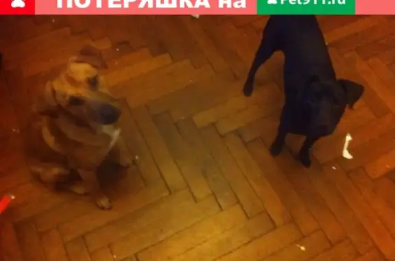 Пропала собака Уголёк, Московская область, ул. Победы