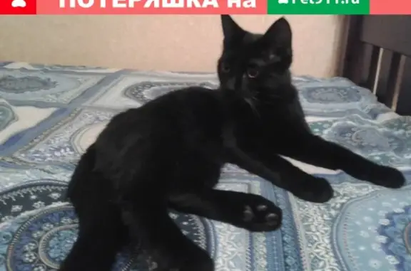 Найдена кошка на ул. Миротворцева, Район Политеха