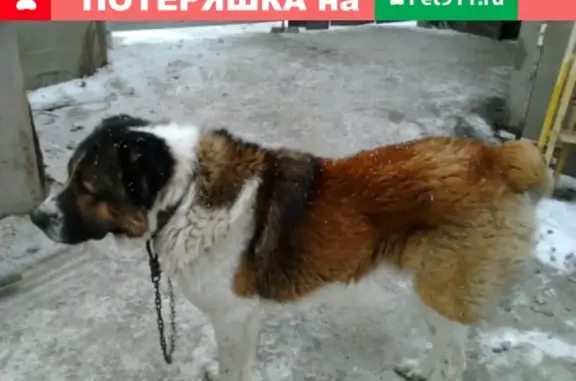 Пропала собака в Саратове на ул. Миротворцева