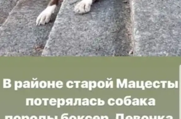 Пропала собака в Сочи, Малая улица 8