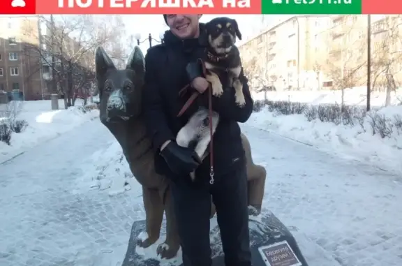 Пропала собака Чарли в Братске.