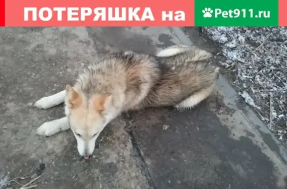 Найдена собака на ул. Карла Маркса, Нижний Новгород