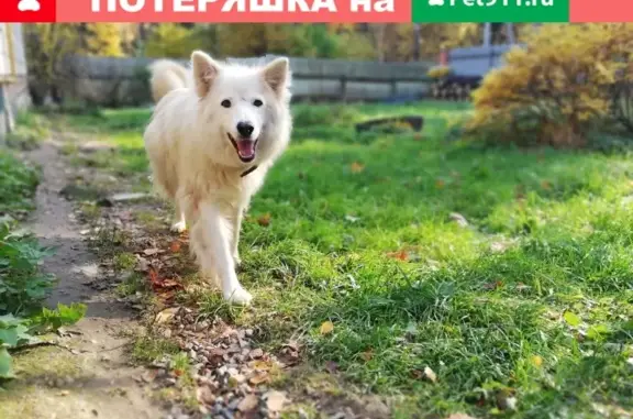 Пропала белая собака в Зеленоградском посёлке, вознаграждение предоставляется.