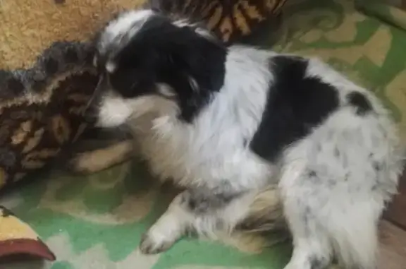Найдена собака в Астрахани, микрорайон Жилгородок