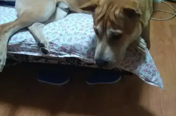 Собаки потеряшки, Москва, фото: Потеряшка собака рыжего окраса по адресу Востряковский проезд д.15к6