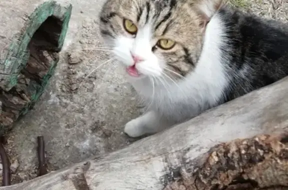 Найден котик на ул. Крылова, Анапа