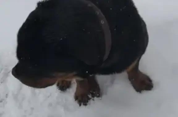 Найден щенок ротвейлера в Щёлково