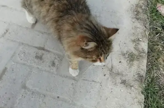 Найден пушистый котик в Алексеевке, Анапа