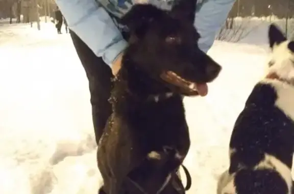 Найдена собака на улице Стара-Загора в Самаре