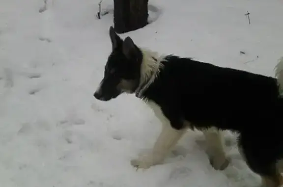 Найдена молодая собака в Бп, улица Юннатов, 17к3