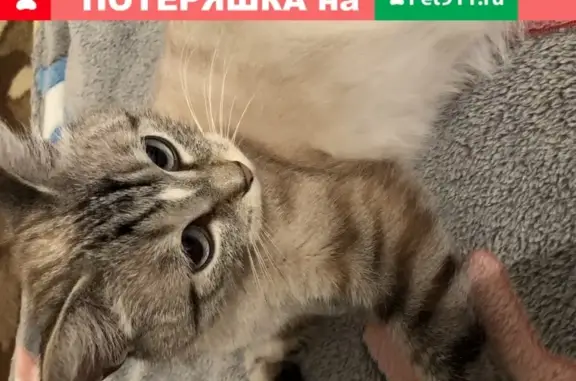 Найдена беременная кошка на Комсомольском проспекте