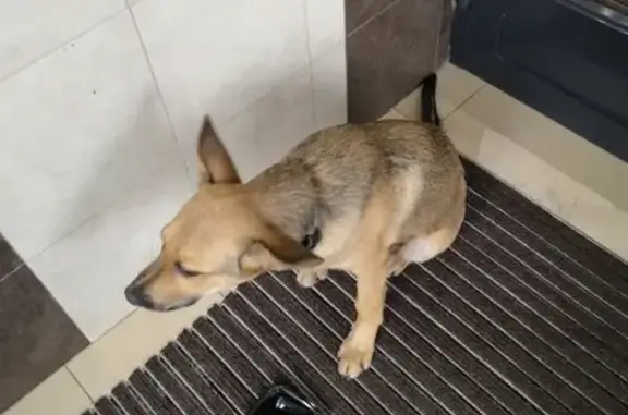 Найден щенок с ошейником в Горенском лесопарке