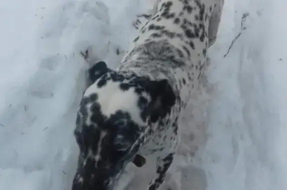 Найдена собака в Солнечногорске, мкр. ЦМИС
