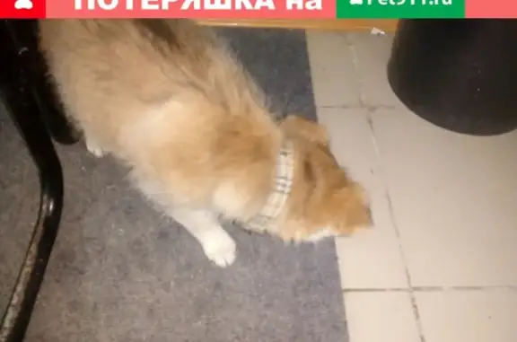 Найден щенок в Михнево, МО, нужна помощь!
