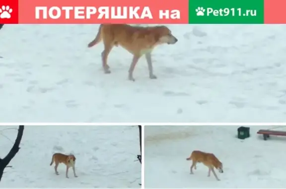 Найдена рыжая собака в Воскресенске.