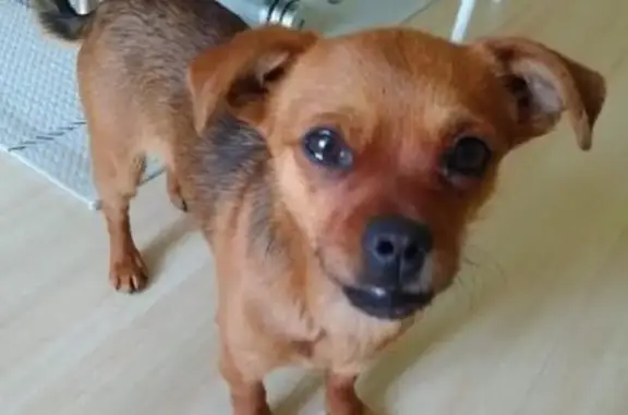 Найдена собака без ошейника в Уссурийске