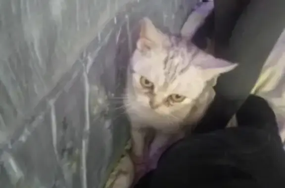 Найдена кошка на улице Ильина 8