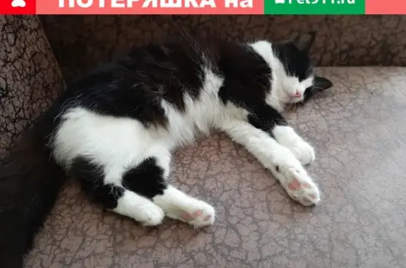 Найдена пушистая кошка в Восточном микрорайоне