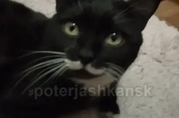 Найден домашний кот на Первомайской, ищем хозяев
