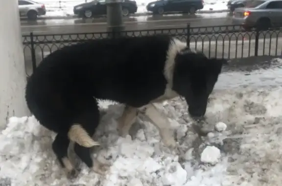 Найдена собака в Южном Бутово, Москва