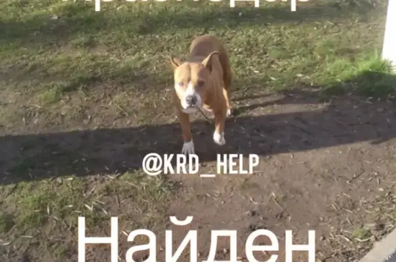 Собака бегает на территории школы 50/ в Краснодаре