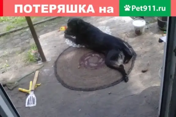 Пропала собака Тимка на ул. Дзержинского, Талица