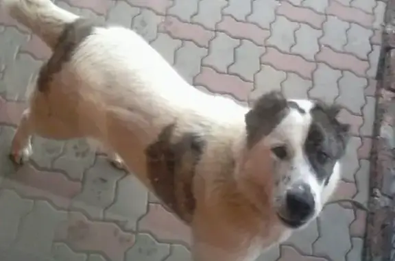 Пропала собака Жужа в Ростовской области, Азов
