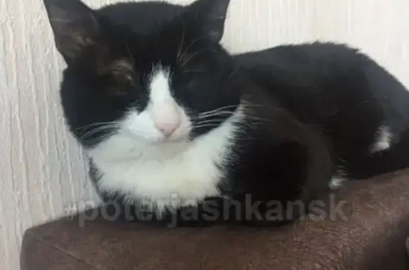 Найдена кошка на Кривощековской, 15к3 в Новосибирске