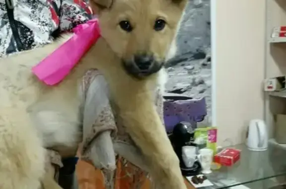 Пропала собака Морковка в Нягани, район Ремавтодор.