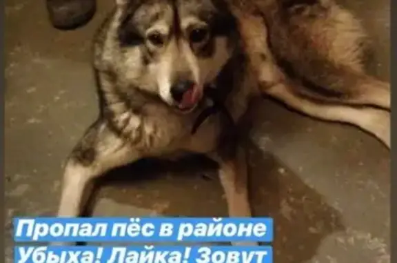 Пропала собака Казбек в Новороссийске #ИщуДом